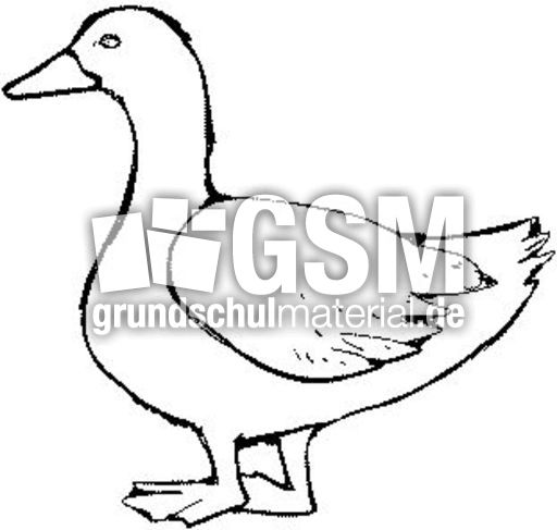 Ente.jpg